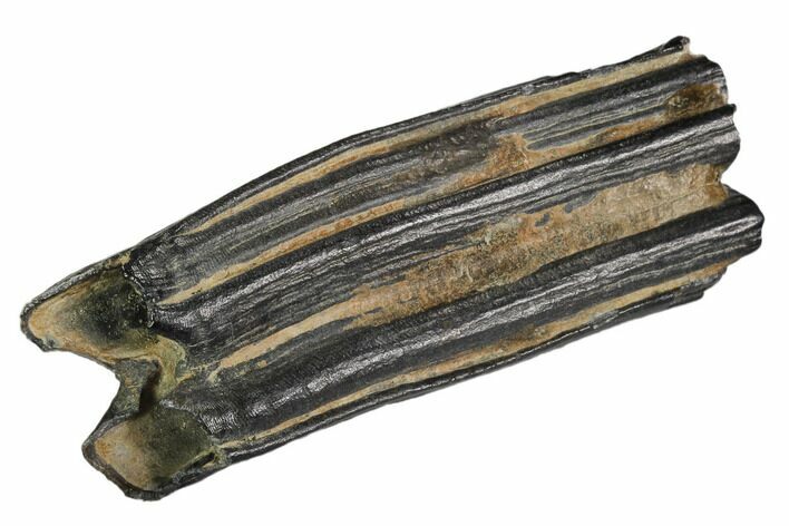 Pleistocene Aged Fossil Horse Tooth - Florida #104213